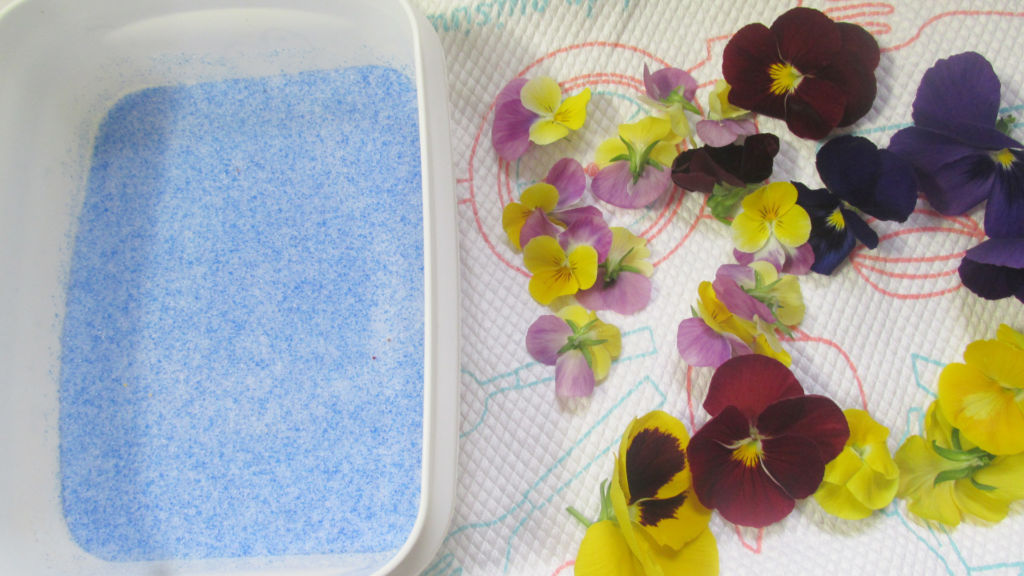 比べてみた 押し花の作り方 色鮮やかで簡単な方法は ハンドメイド無料レシピ 押し花 作り方 ハンドメイドの図書館 ハンドメイド情報サイト